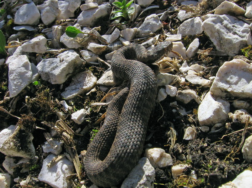 Marasso o altro ? Marasso (Vipera berus)